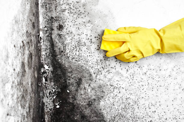 Mold Documentation for Insurance Claims in Como, WI